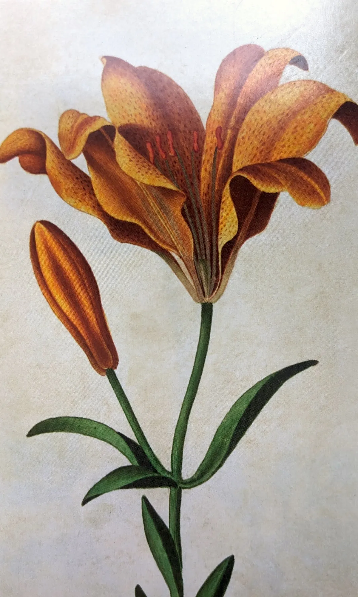 An illustration of a flower, from a RHS postcard.